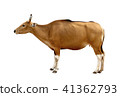 Bos javanicus Head. Red ox is a wild cow. 41362793