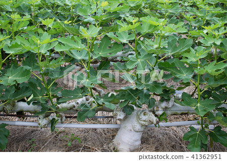 Fig trees around June 41362951