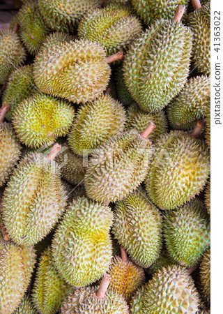 fresh durian in the farm, Thai King fruit fresh durian in the farm, Thai King fruit 41363022