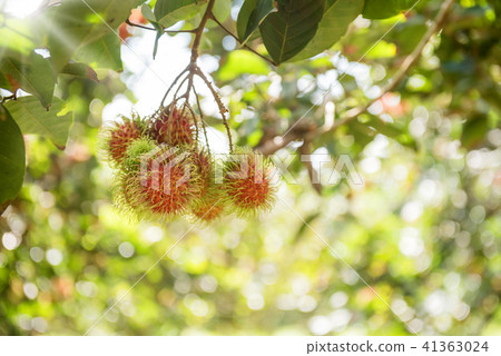 rambutan, Negrito, Semang, sweet Thai fruit rambutan, Negrito, Semang, sweet Thai fruit 41363024