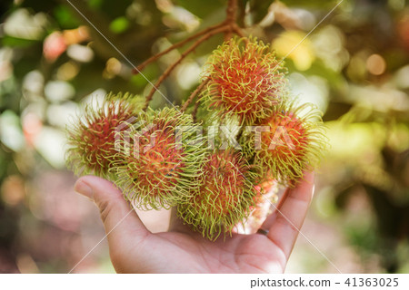 rambutan, Negrito, Semang, sweet Thai fruit rambutan, Negrito, Semang, sweet Thai fruit 41363025