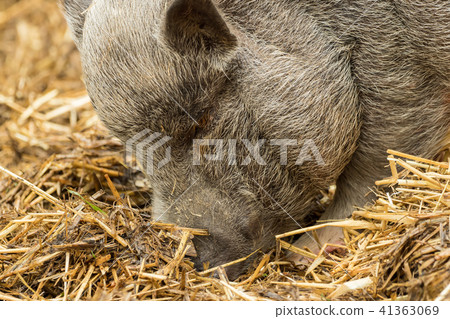 A pig is looking for food in the straw 41363069