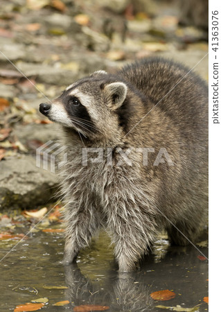 A raccoon plays outside on the water 41363076
