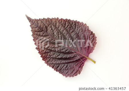 紅紫蘇 紅紫蘇 41363457