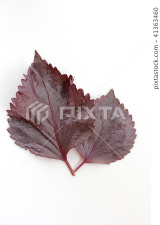 紅紫蘇 41363460