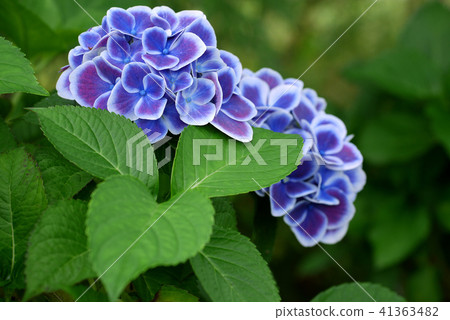繡球 繡球 41363482
