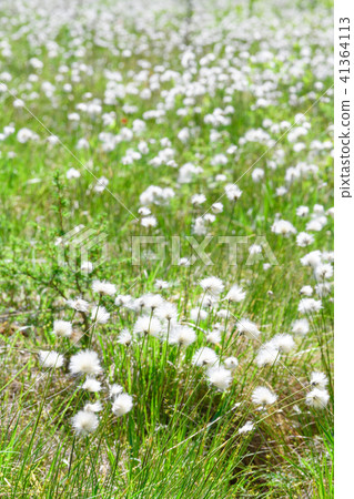 白毛羊鬍子草 41364113