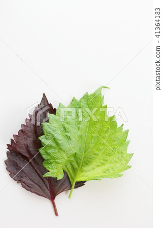 紫蘇離開 41364183