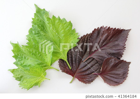 Shiso leaves 41364184
