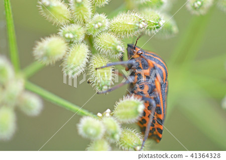 Akazushigamushi (red beetle tortoisesis) and beaked lice 41364328