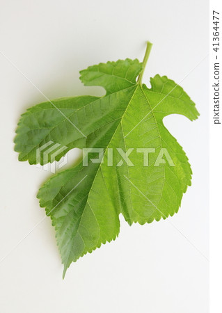 桑葉 桑葉 41364477