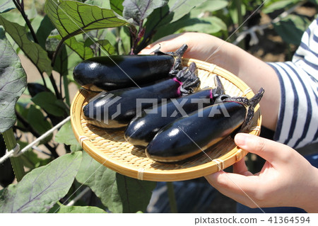 Harvesting of Eggplant Harvesting of Eggplant 41364594