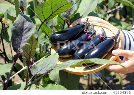 Harvesting of Eggplant Harvesting of Eggplant 41364596