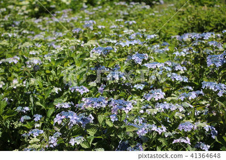 Hydrangea field 41364648
