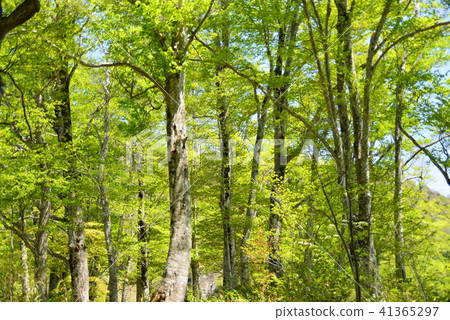 Fresh green beech forest 41365297
