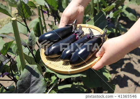 Harvesting of Eggplant Harvesting of Eggplant 41365546