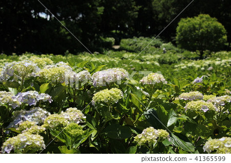 Hydrangea in Ogikubo Park (Maebashi City, Gunma Prefecture) 41365599
