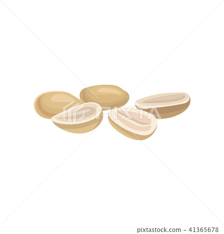 Heap of peeled peanuts. Cooking ingredient. Delicious vegetarian snack. Flat vector for product 41365678