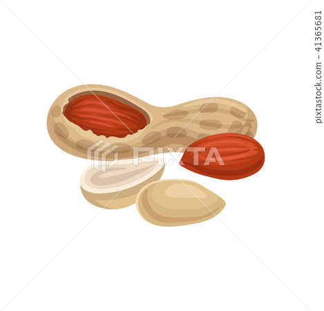 Flat vector icon of whole and peeled peanuts. Organic and tasty food. Vegetarian nutrition. Element 41365681