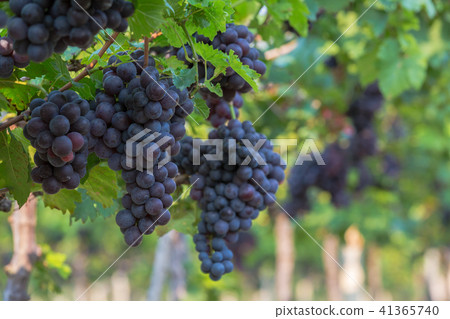 Red wine grapes background, Vineyards at sunset Red wine grapes background, Vineyards at sunset 41365740