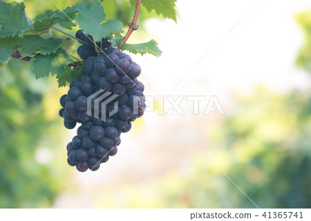 Red wine grapes background, Vineyards at sunset Red wine grapes background, Vineyards at sunset 41365741