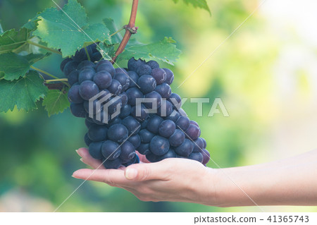 Red wine grapes background, Vineyards at sunset 41365743