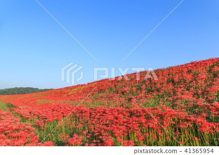 Early morning starfish 41365954