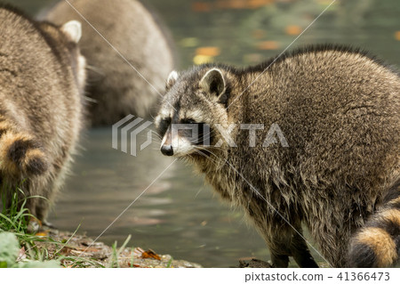 Some raccoons play outside by the water 41366473