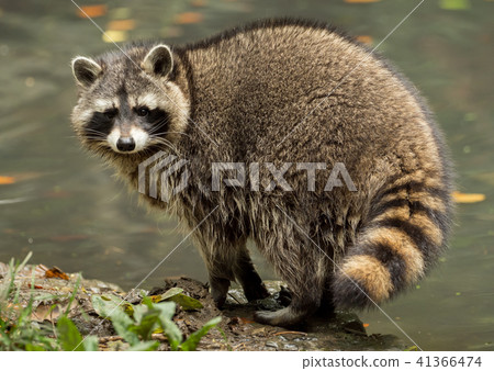 A raccoon plays outside on the water 41366474