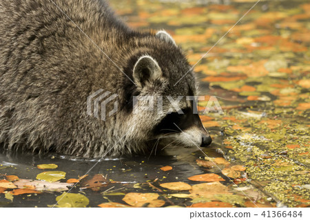 A raccoon plays outside on the water 41366484