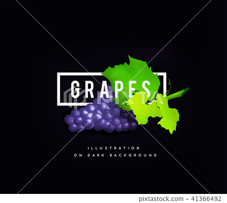 Grape branch with blue grapes. Realistic illustartion Grape branch with blue grapes. Realistic illustartion 41366492