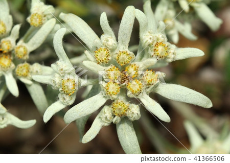 Alpine edelweiss Leontopodium alpinum in blossom 41366506