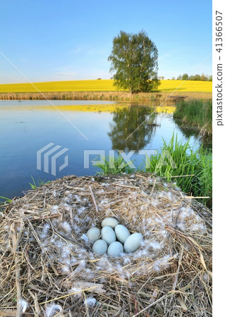 Swan nest with eggs by a pond 41366507