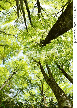 Fresh green ceiling Fresh green ceiling 41366740