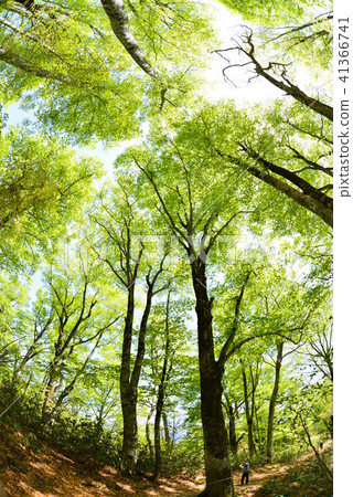 Fresh green beech forest covering the sky 41366741