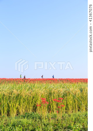 Autumn countryside 41367076