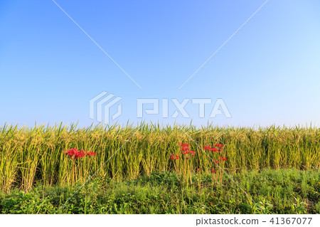 Autumn countryside 41367077