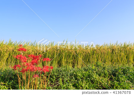 Autumn countryside 41367078