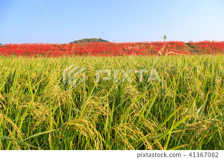 Autumn countryside 41367082