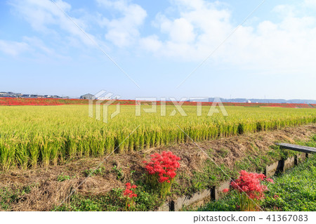 Autumn countryside 41367083