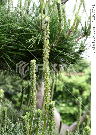 Pine shoots Pine shoots 41367771
