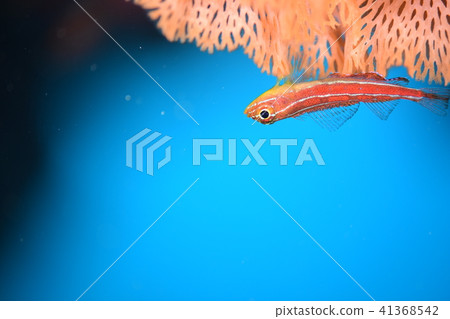 Tatejima snake Tatejima snake 41368542