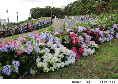 The hydrangea of Shiratori's town The hydrangea of Shiratori's town 41368644
