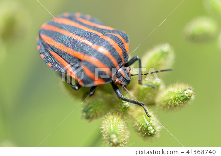 Akazushigamushi (red beetle tortoisesis) and beaked lice Akazushigamushi (red beetle tortoisesis) and beaked lice 41368740