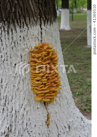 Mushrooms on the trunk of a tree Mushrooms on the trunk of a tree 41369310