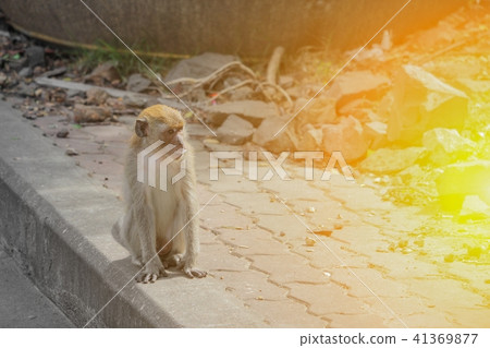 monkey portrait nature in nature with sunset light monkey portrait nature in nature with sunset light 41369877