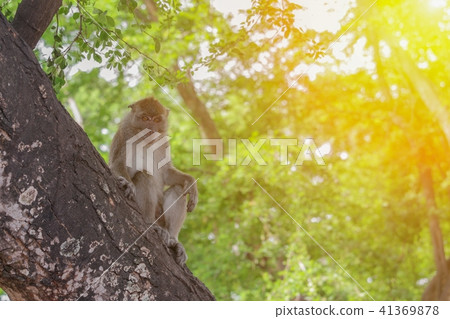 monkey on tree  in nature with sunset light tone. 41369878