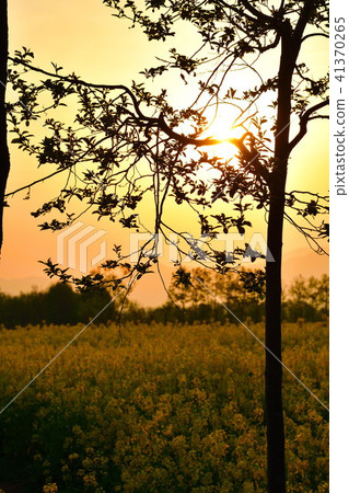 Rape flower of Fukushima-dora (Niigata) Rape flower of Fukushima-dora (Niigata) 41370265