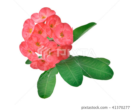Red Poi Sian flowers and leaves isolate Red Poi Sian flowers and leaves isolate 41370277