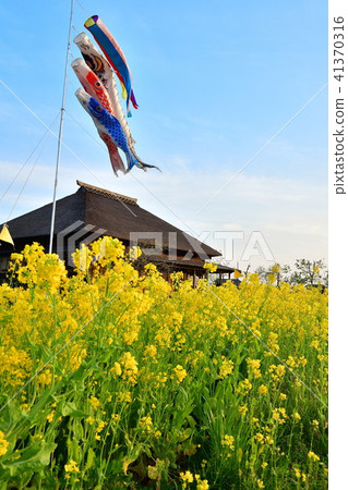 Koinobori and rape (Niigata Prefecture) Koinobori and rape (Niigata Prefecture) 41370316